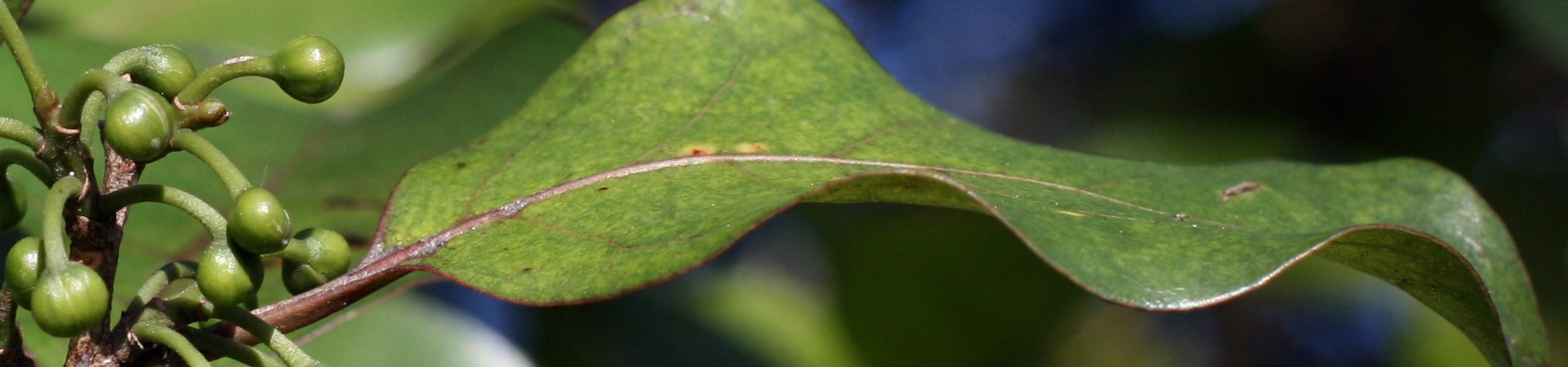 litsea cubeba